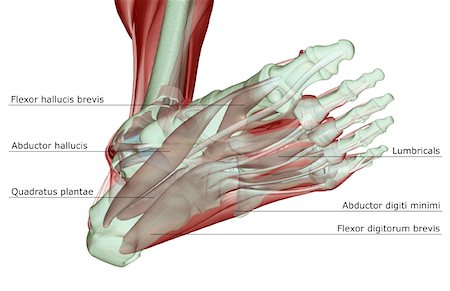 simsearch:671-02096126,k - The musculoskeleton of the foot Stock Photo - Premium Royalty-Free, Code: 671-02094747