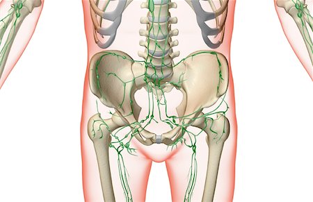 The lymph supply of the pelvis and lower limbs Stock Photo - Premium Royalty-Free, Code: 671-02094758
