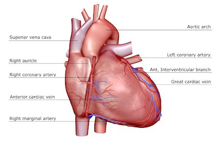 riego sanguíneo - The coronary vessels of the heart Foto de stock - Sin royalties Premium, Código: 671-02094750