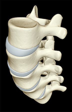 The lumbar vertebrae Foto de stock - Sin royalties Premium, Código: 671-02094776