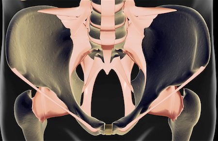 simsearch:671-02099555,k - The ligaments of the pelvis Fotografie stock - Premium Royalty-Free, Codice: 671-02094771
