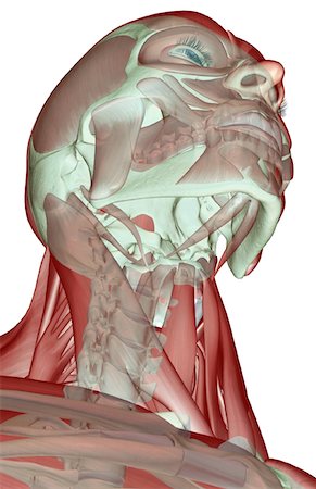 The musculoskeleton of the head and neck Stock Photo - Premium Royalty-Free, Code: 671-02094785