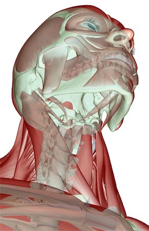 simsearch:671-02098297,k - La muscucardiovasculaires de la tête et du cou Photographie de stock - Premium Libres de Droits, Code: 671-02094785