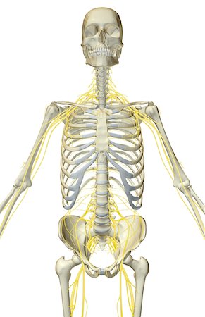 simsearch:671-02092292,k - The nerves of the upper body Stock Photo - Premium Royalty-Free, Code: 671-02094789