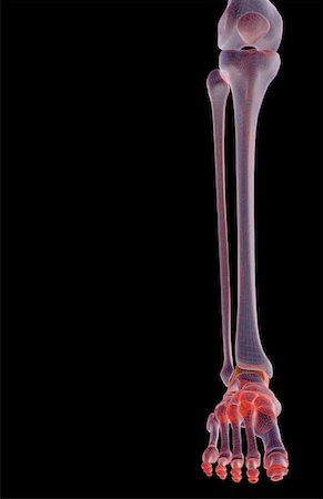 foot skeleton image - The bones of the leg Stock Photo - Premium Royalty-Free, Code: 671-02094795