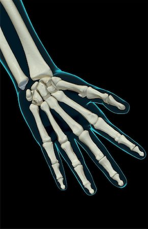 The bones of the hand Foto de stock - Sin royalties Premium, Código: 671-02094799
