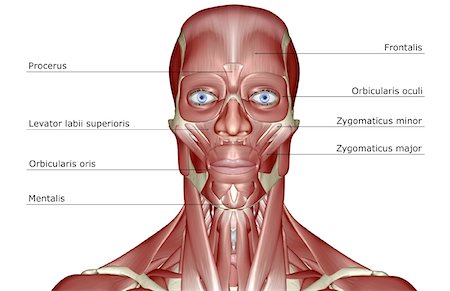 skeleton neck - The muscles of the head and neck Foto de stock - Sin royalties Premium, Código: 671-02094790