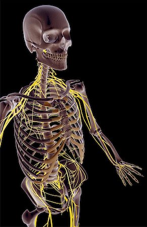 simsearch:671-02098491,k - The nerves of the upper body Foto de stock - Sin royalties Premium, Código: 671-02094801