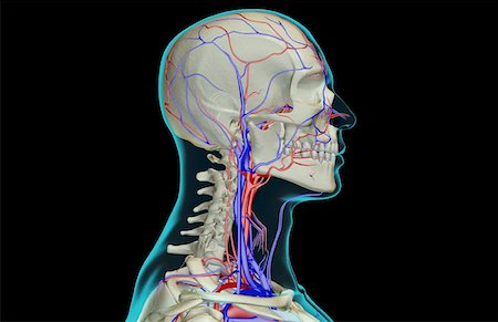 simsearch:671-02096554,k - The blood supply of the head and neck Fotografie stock - Premium Royalty-Free, Codice: 671-02094812