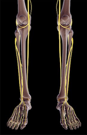 The nerves of the leg Foto de stock - Sin royalties Premium, Código: 671-02094826