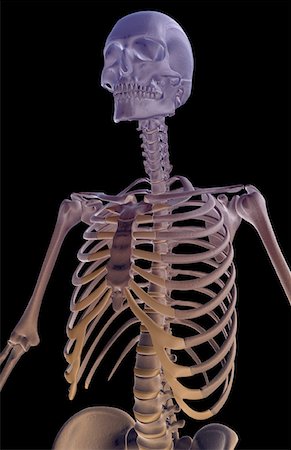 simsearch:671-02095632,k - The bones of the upper body Fotografie stock - Premium Royalty-Free, Codice: 671-02094821