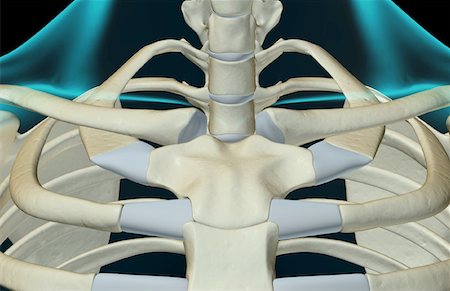 skeleton close up of neck - The bones of the neck Stock Photo - Premium Royalty-Free, Code: 671-02094823