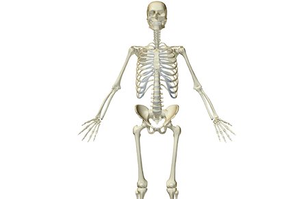 The bones of the upper body Stock Photo - Premium Royalty-Free, Code: 671-02094846