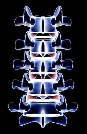 The lumbar vertebrae Stock Photo - Premium Royalty-Free, Code: 671-02094849