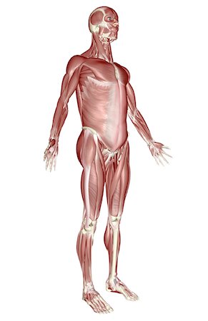 The muscular system Stock Photo - Premium Royalty-Free, Code: 671-02094858