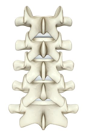 simsearch:671-02092134,k - The lumbar vertebrae Fotografie stock - Premium Royalty-Free, Codice: 671-02094867