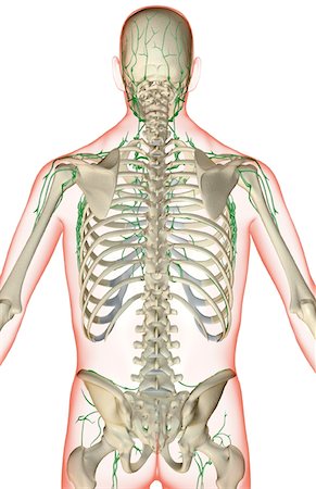 The lymph supply of the upper body Stock Photo - Premium Royalty-Free, Code: 671-02094860