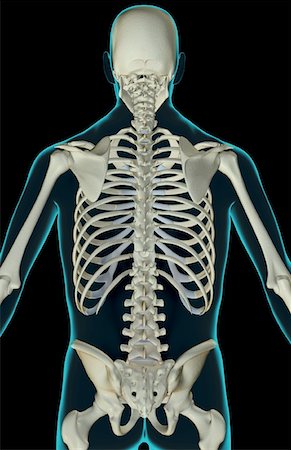 Back of skeleton upper body Stock Photos - Page 1 : Masterfile