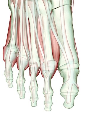 simsearch:671-02094652,k - The musculoskeleton of the foot Stock Photo - Premium Royalty-Free, Code: 671-02094872
