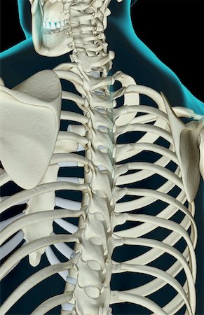 simsearch:671-02095632,k - The bones of the upper body Fotografie stock - Premium Royalty-Free, Codice: 671-02094885