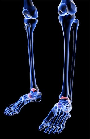 simsearch:671-02097719,k - The bones of the leg Foto de stock - Sin royalties Premium, Código: 671-02094880