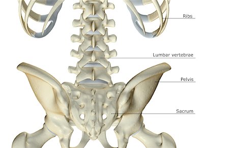 simsearch:671-02098011,k - The bones of the lower back Foto de stock - Sin royalties Premium, Código: 671-02094890