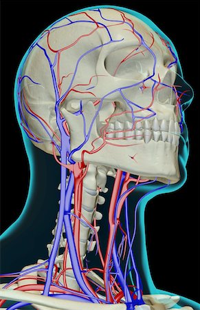 skeleton neck - The blood supply of the head and neck Foto de stock - Sin royalties Premium, Código: 671-02094892