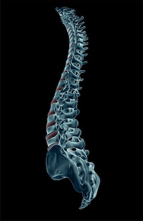 The vertebral column Foto de stock - Sin royalties Premium, Código: 671-02094907