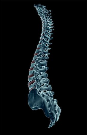 The vertebral column Stock Photo - Premium Royalty-Free, Code: 671-02094907