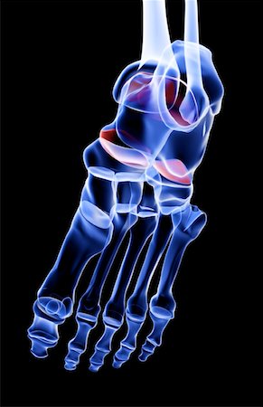 simsearch:671-02093078,k - The bones of the foot Stock Photo - Premium Royalty-Free, Code: 671-02094902