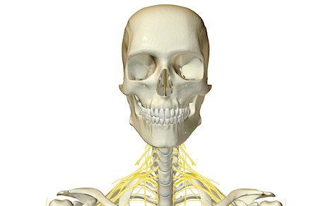 simsearch:671-02098304,k - The nerves of the neck Stock Photo - Premium Royalty-Free, Code: 671-02094928