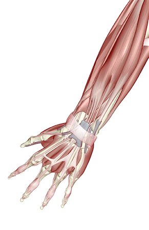 extensor digit minimi tendon - The muscles of the forearm Stock Photo - Premium Royalty-Free, Code: 671-02094921