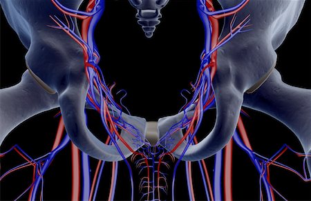 pelvis - The blood vessels of the pelvis Stock Photo - Premium Royalty-Free, Code: 671-02094930