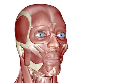 face illustration - The muscles of the head and face Stock Photo - Premium Royalty-Free, Code: 671-02094944