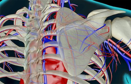 simsearch:671-02095983,k - Die Blutversorgung der Schulter Stockbilder - Premium RF Lizenzfrei, Bildnummer: 671-02094945