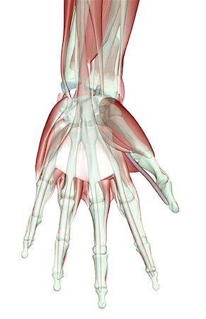 simsearch:671-02092967,k - La muscucardiovasculaires de la main Photographie de stock - Premium Libres de Droits, Code: 671-02094949