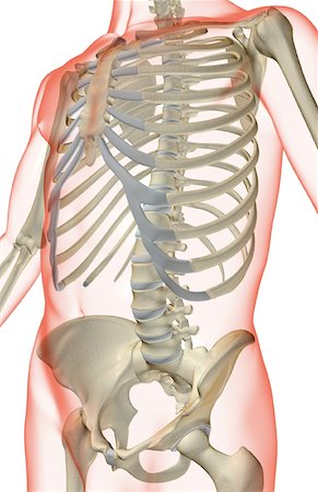 side view ribs anatomy - The bones of the trunk Stock Photo - Premium Royalty-Free, Code: 671-02094943