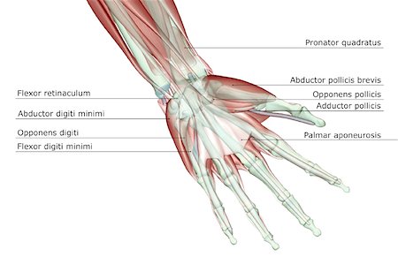 simsearch:671-02098580,k - The musculoskeleton of the hand Foto de stock - Royalty Free Premium, Número: 671-02094955