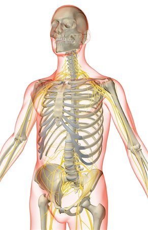 simsearch:671-02098491,k - The nerves of the upper body Foto de stock - Sin royalties Premium, Código: 671-02094950