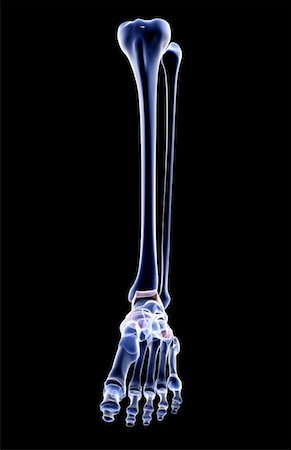 foot skeleton image - The bones of the leg Stock Photo - Premium Royalty-Free, Code: 671-02094973