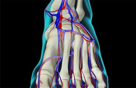 riego sanguíneo - The blood supply of the foot Foto de stock - Sin royalties Premium, Código: 671-02094984