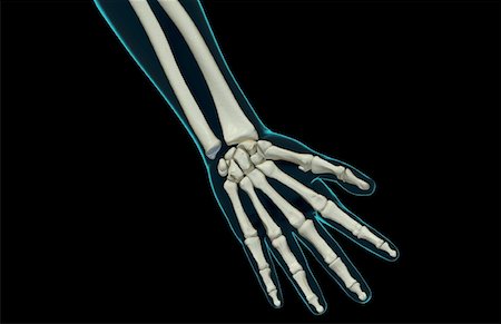 The bones of the hand Foto de stock - Sin royalties Premium, Código: 671-02094981