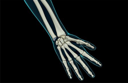 simsearch:671-02096032,k - The bones of the hand Stock Photo - Premium Royalty-Free, Code: 671-02094981