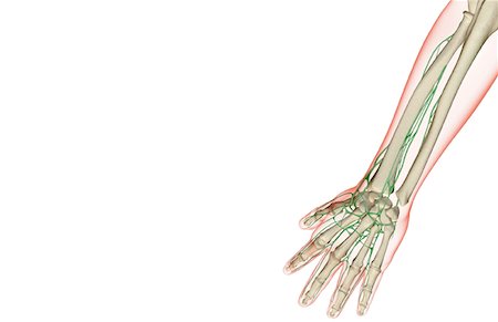 simsearch:671-02092645,k - L'approvisionnement de la lymphe de l'avant-bras Photographie de stock - Premium Libres de Droits, Code: 671-02094982