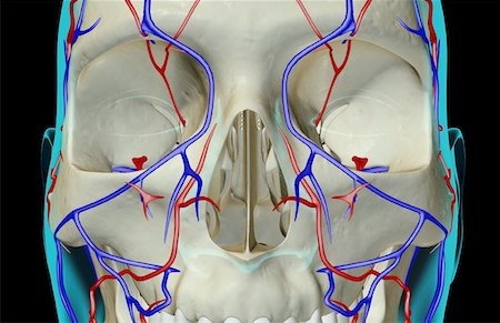 facial vessels - The blood supply of the face Stock Photo - Premium Royalty-Free, Code: 671-02094995