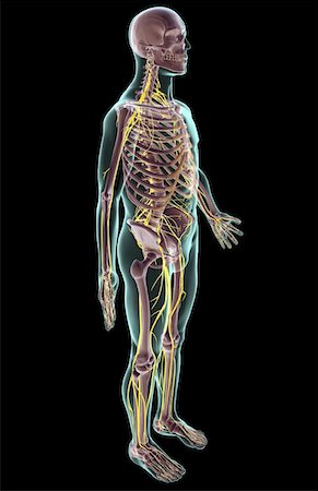 simsearch:671-02096902,k - The nervous system Foto de stock - Royalty Free Premium, Número: 671-02094996