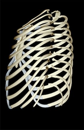 side view ribs anatomy - The ribs Stock Photo - Premium Royalty-Free, Code: 671-02094992