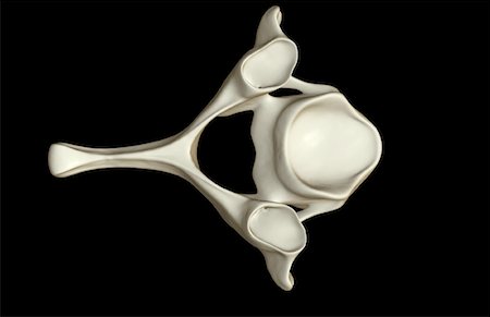 spinous process - Cervical vertebra Stock Photo - Premium Royalty-Free, Code: 671-02095004
