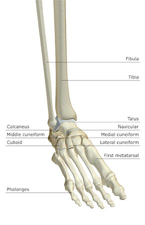 foot skeleton image - The bones of the foot Stock Photo - Premium Royalty-Free, Code: 671-02095051
