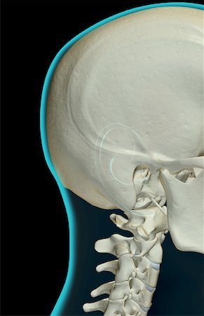 simsearch:671-02098620,k - The bones of the head and neck Fotografie stock - Premium Royalty-Free, Codice: 671-02095065